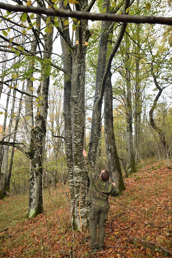setting a dormouse box trap high up into a beech tree