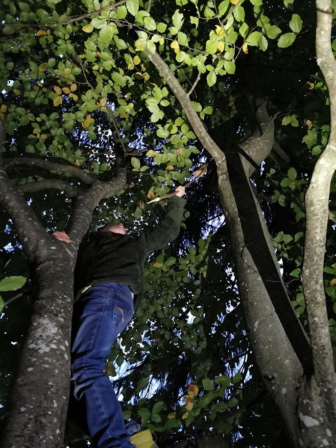 climbing a beech tree for setting up a box trap