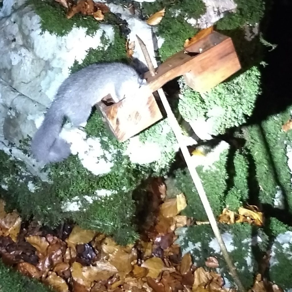 single dormouse caught in an opposite double box trap