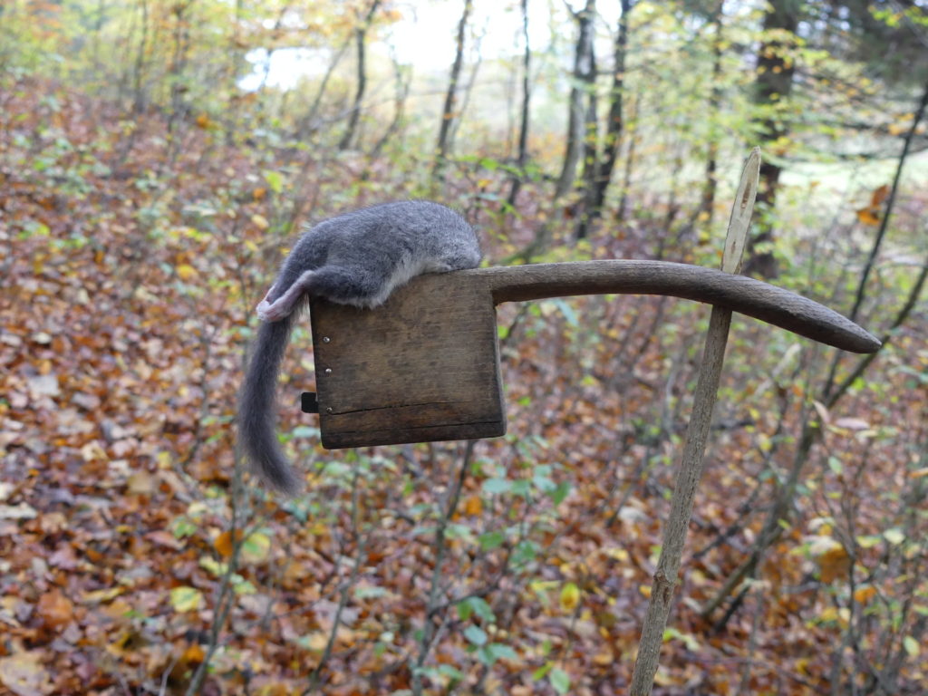 dormouse caught in wooden box trap