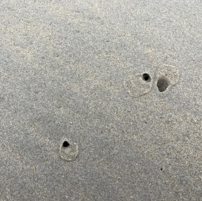 breathing holes of white mussels