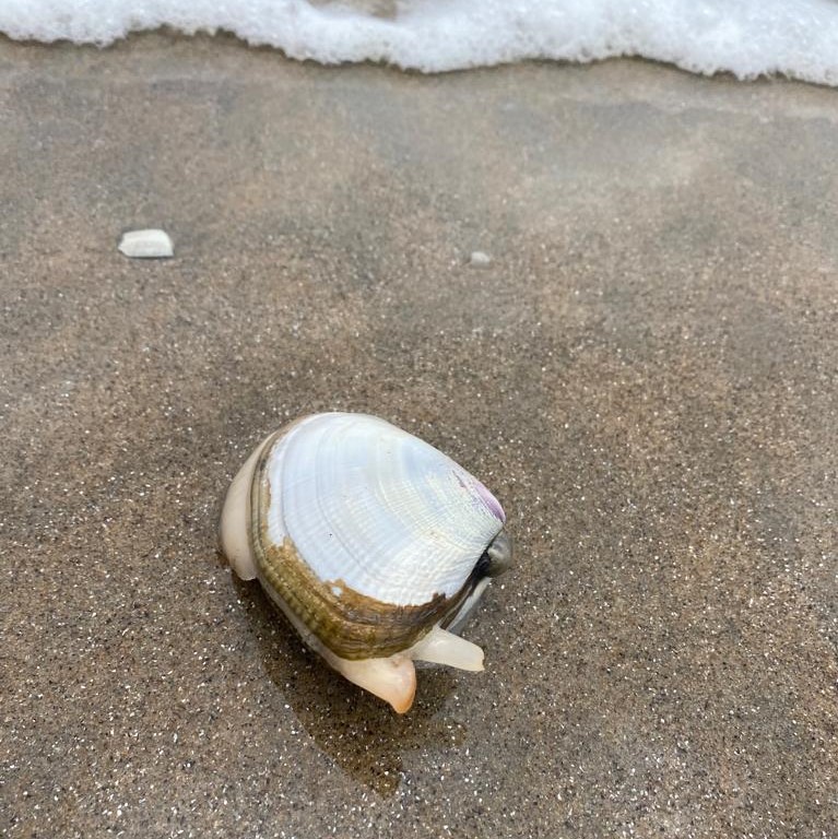 White mussel at the beach