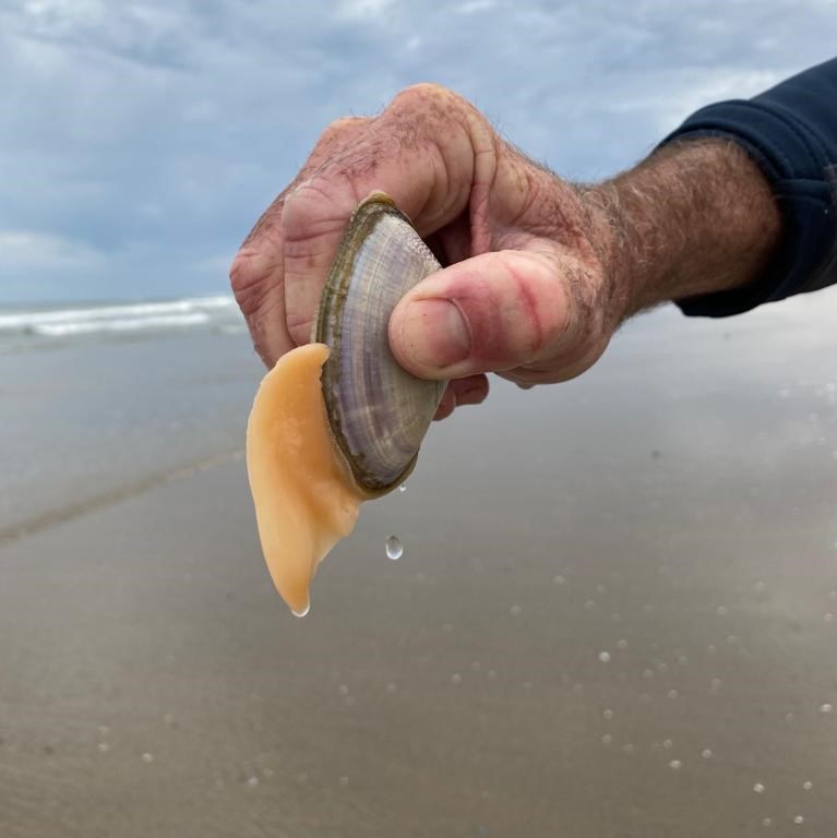 Squeeze to cut off the mussels foot