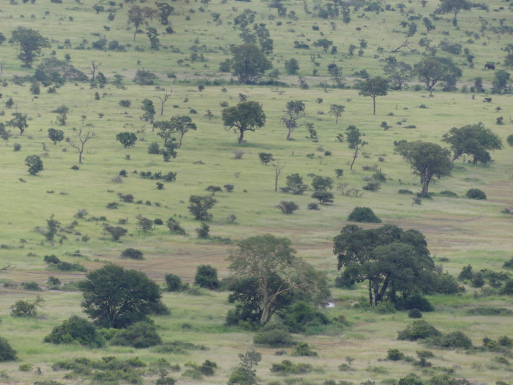 African savanna at Kruger National Park