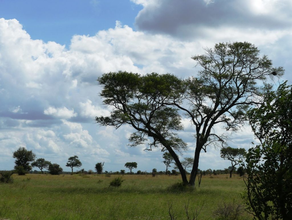 Another picture of African savanna at Kruger National Park