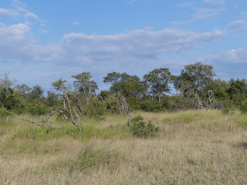 Savanna at Timbavati Private Game Reserve