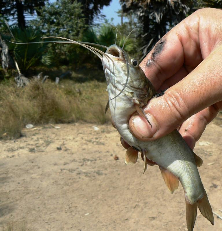 Small catfish got dangerous spines in Thailand - Bushguide 101