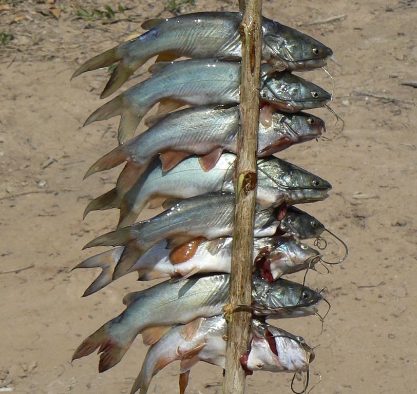 Small catfish got dangerous spines in Thailand - Bushguide 101