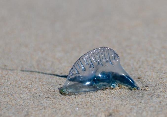 Bluebottle Jellyfish A Stingy Creature Bushguide 101