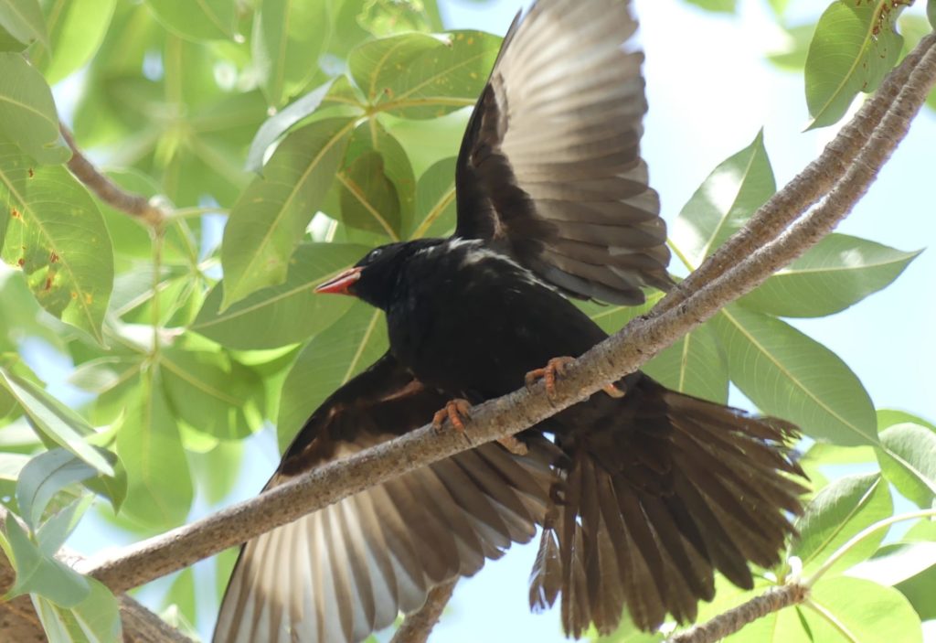 Finding direction with Buffalo weaver nests Bushguide 101