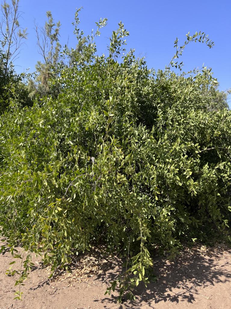 Salvadora persica bush