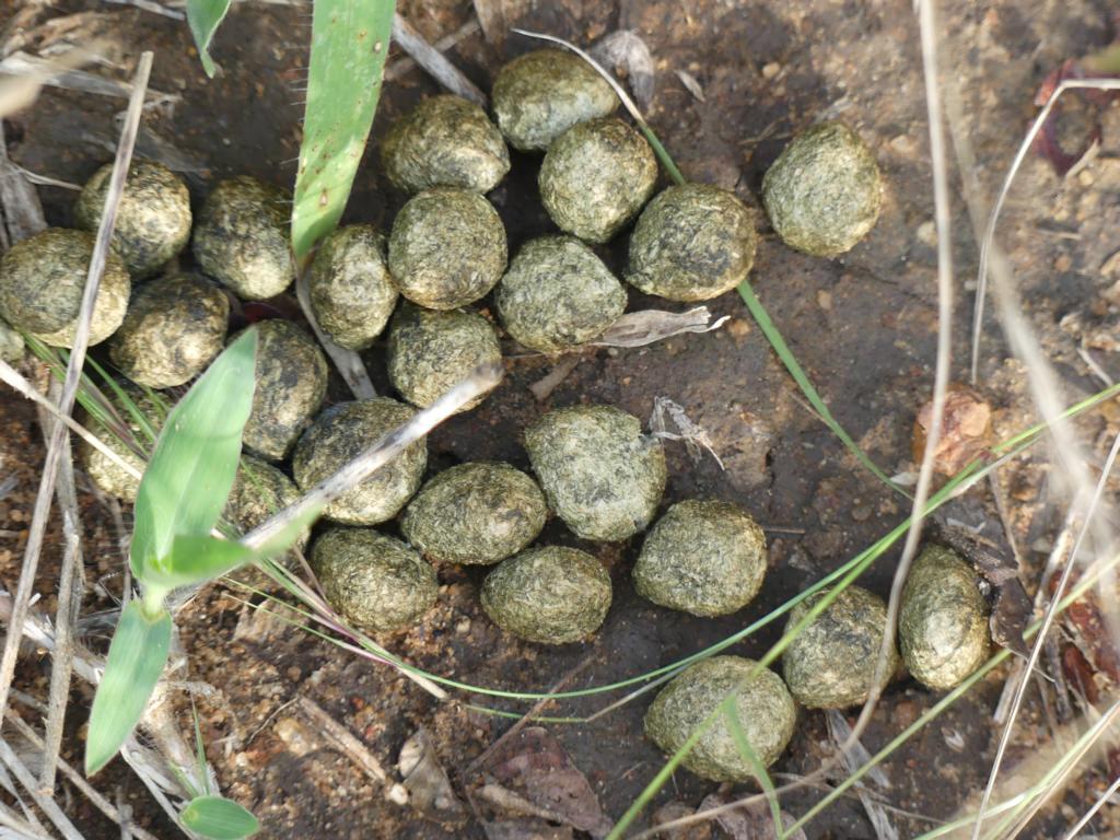 Cape scrub hare (Lepus saxatilis) droppings