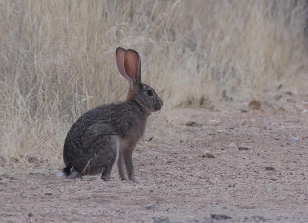 Cape scrub hare (Lepus saxatilis)