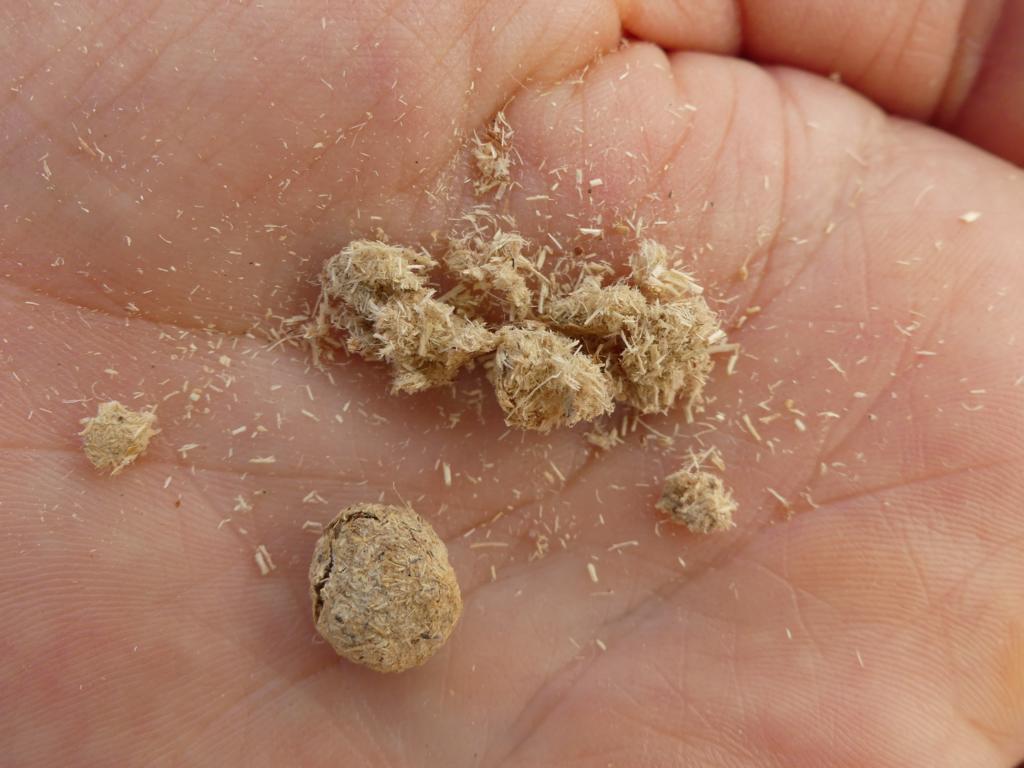 Crumbled Cape scrub hare (Lepus saxatilis) droppings