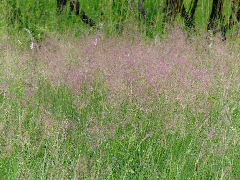 Guinea grass (Megathyrsus maximus) 