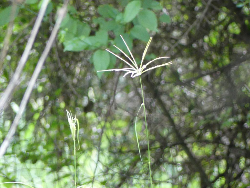 Common Fingergrass