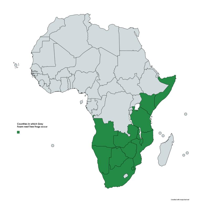 Countries, where Grey Foam-nest tree frogs occur