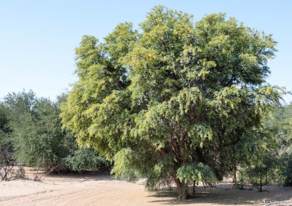 Camelthorn tree