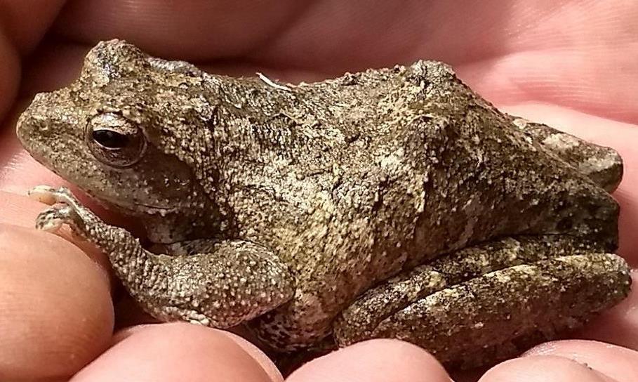 Grey Foam-nest tree frog