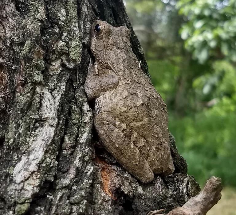 Foam nest tree frog freshly released on a tree
