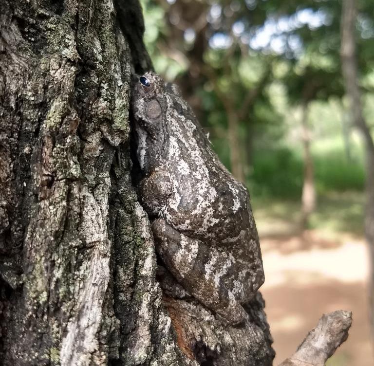Foam nest tree adapted to the bark color after 5 min time