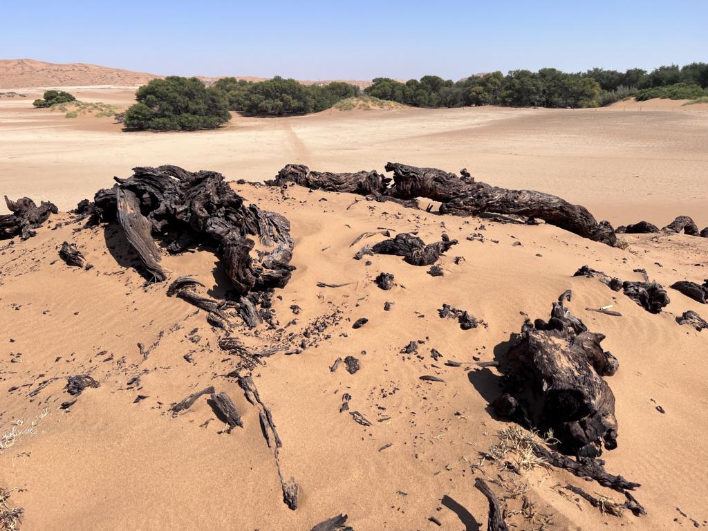 Fallen camelthorn tree which was growing in the Namib desert