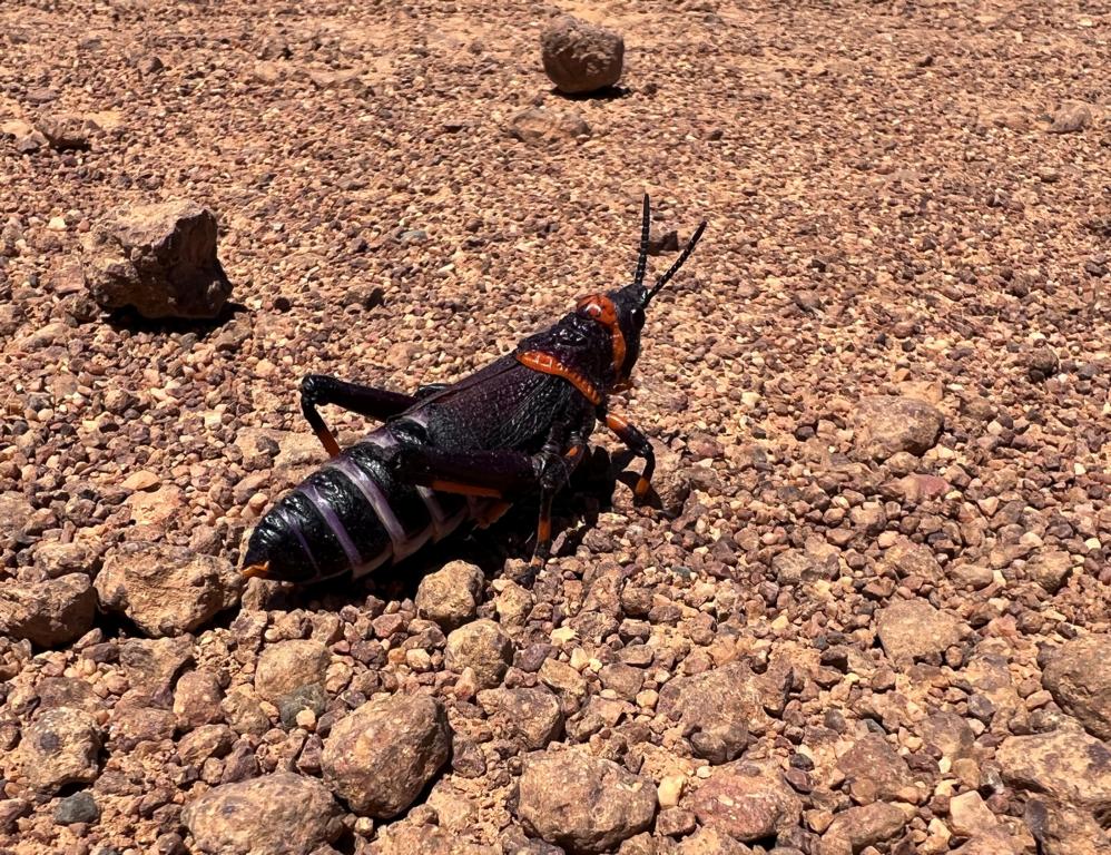 How the colourful koppie foam grasshopper sheds its skin – letting nature  back in