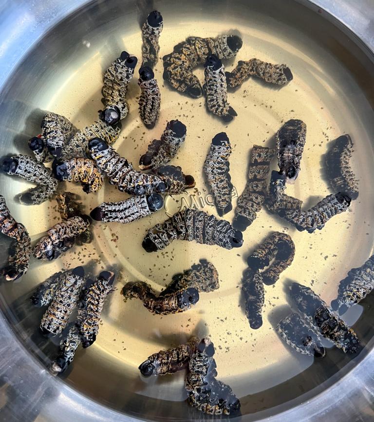 Reconstituting mopane worms in hot water