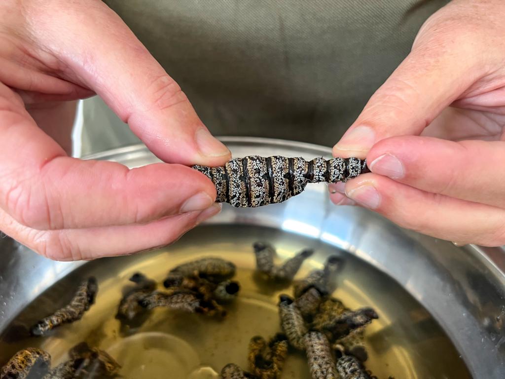 Stretching reconstituted mopane worms
