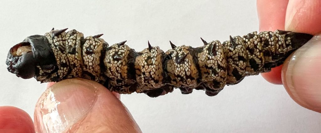 Thorny spines on a reconstituted mopane worm