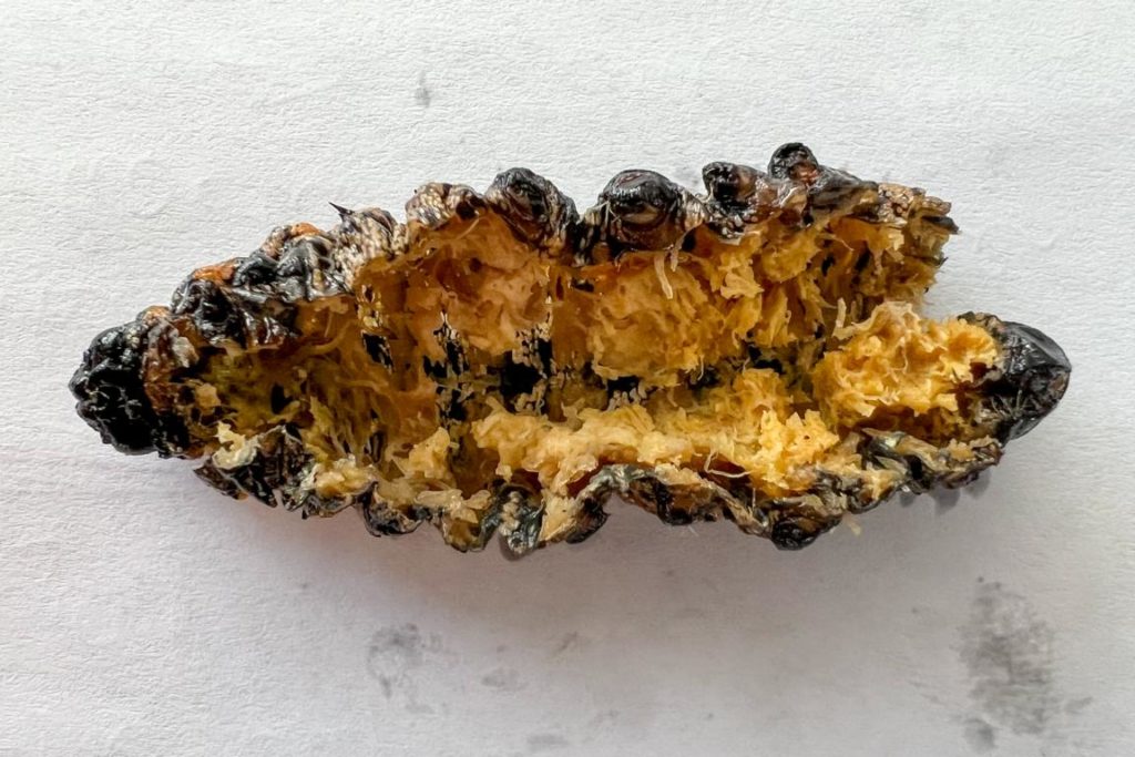 Inside of a mopane worm