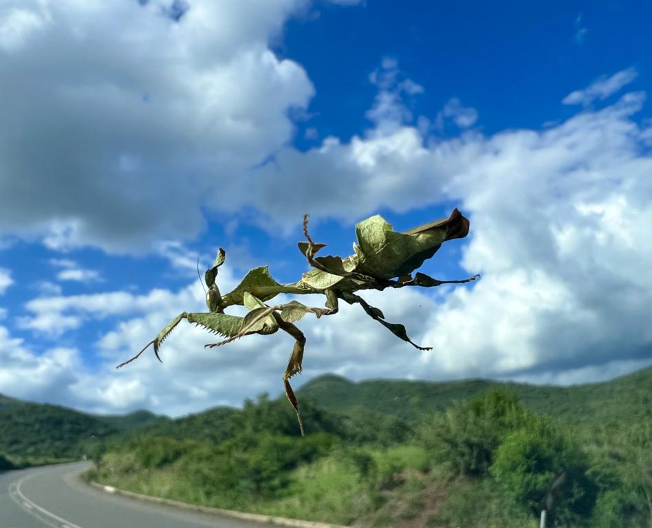 Ghost mantis on a windscreen