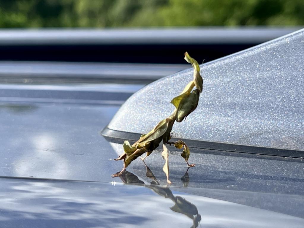 Another ghost mantis on a car