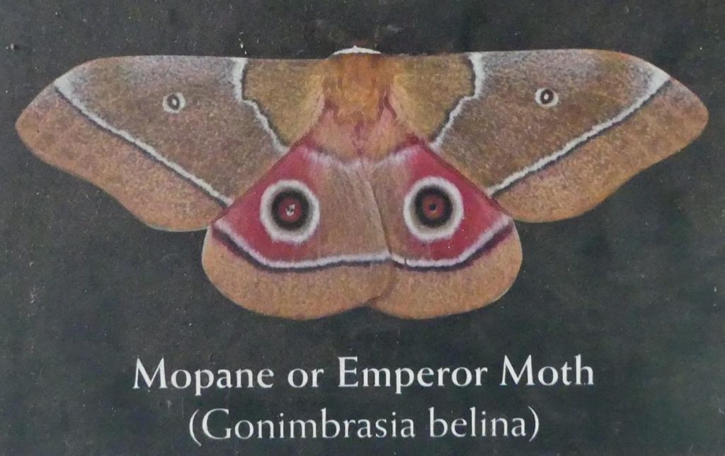 Emperor Moth