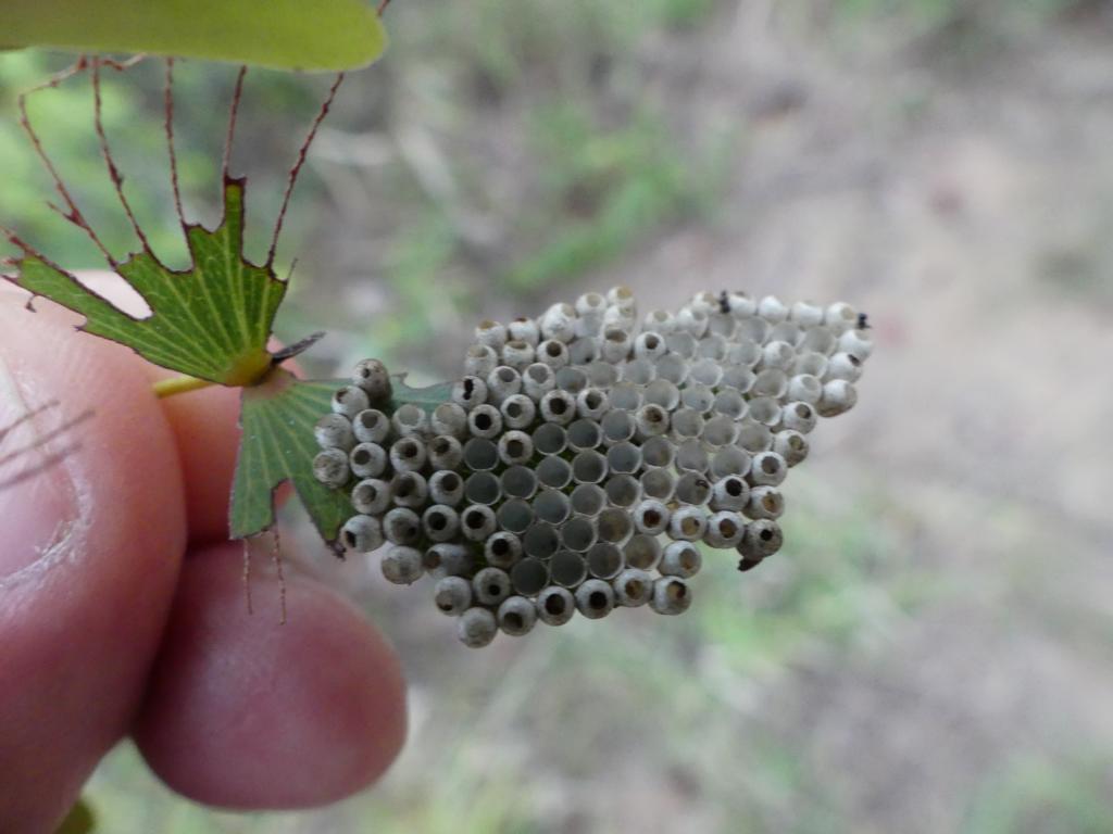A clutch eggs of Emperor moth on a mopane leaf