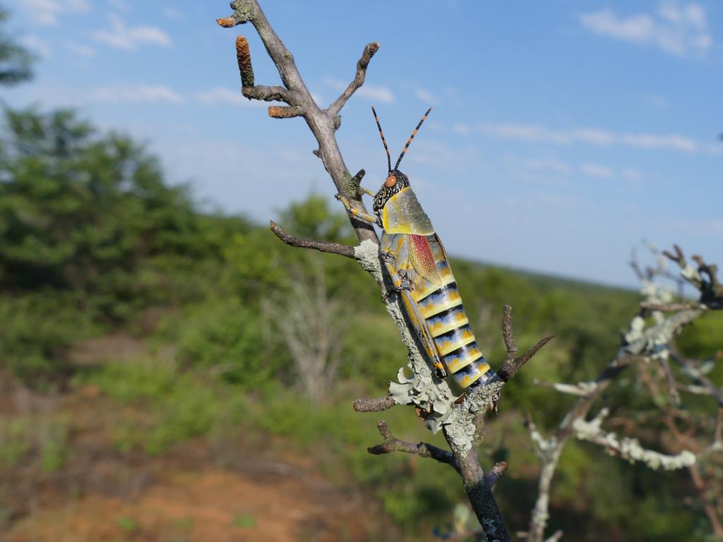 Elegant Grasshopper at Letaba Ranch, Lowveld, South Africa