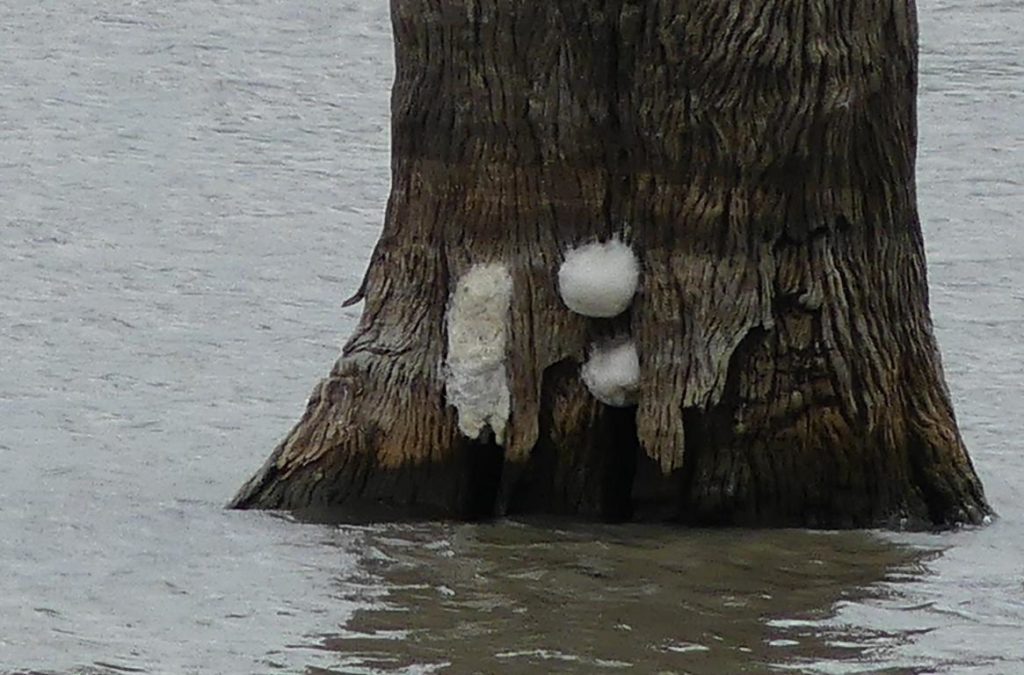 Foam nests of tree frogs on tree in water
