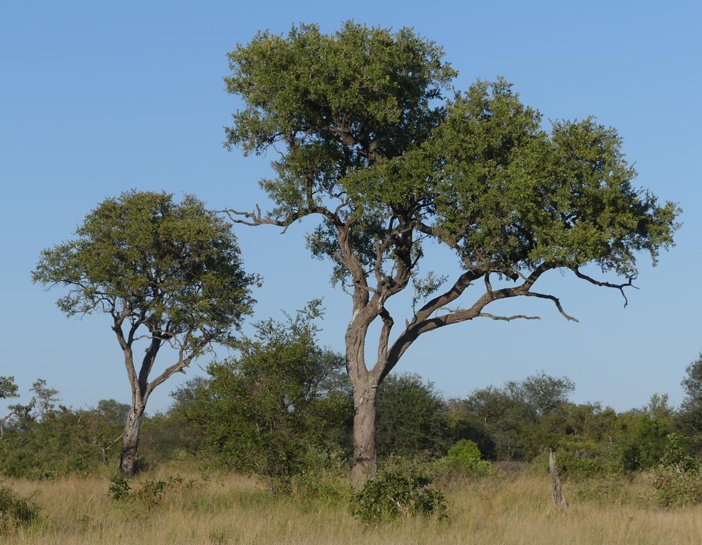 Tree leaning towards direction North at Kruger N.P., South Africa