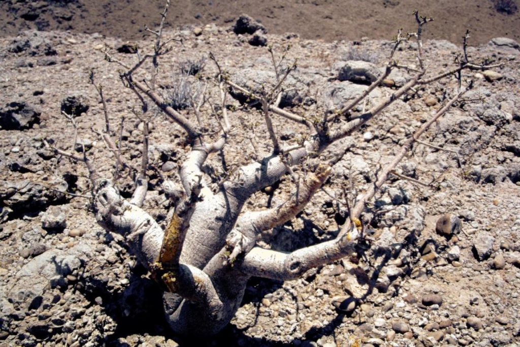 Commiphora wildii