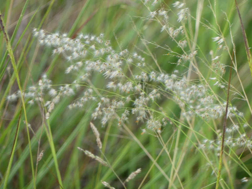 Natal red top grass (Melinis repens)