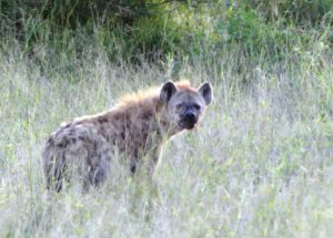 Spotted hyenas dont like to be followed by trackers