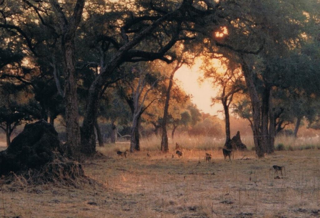 Chacma baboons at Mana Pools, Zimbabwe