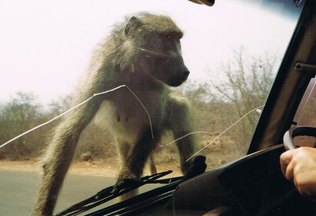 Aggressive chacma baboon at Kruger National Park