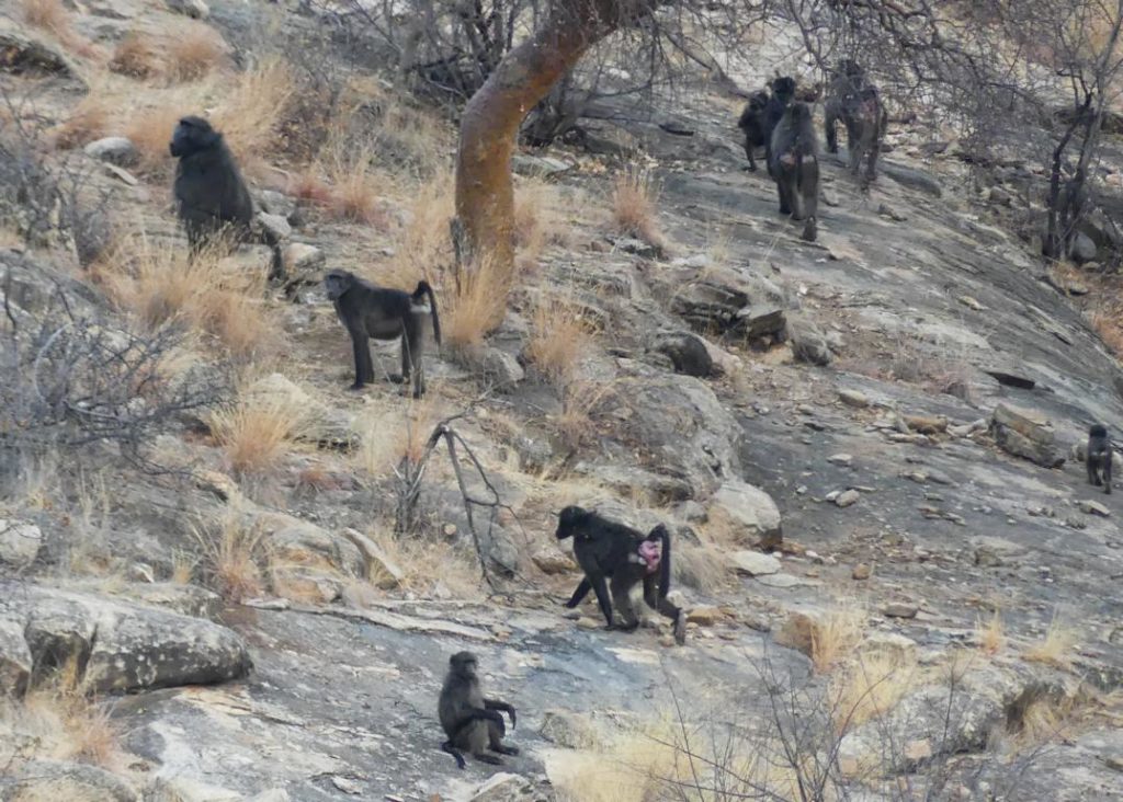 Chacma baboons near Otjiwarongo, Namibia