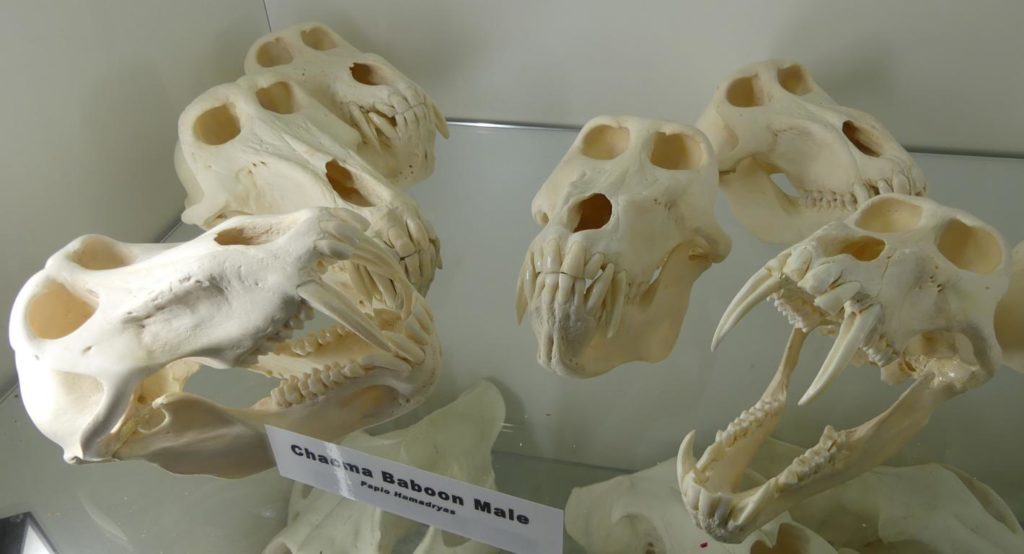 Chacma baboon skulls at the museum of Timbavati Private Game Reserve