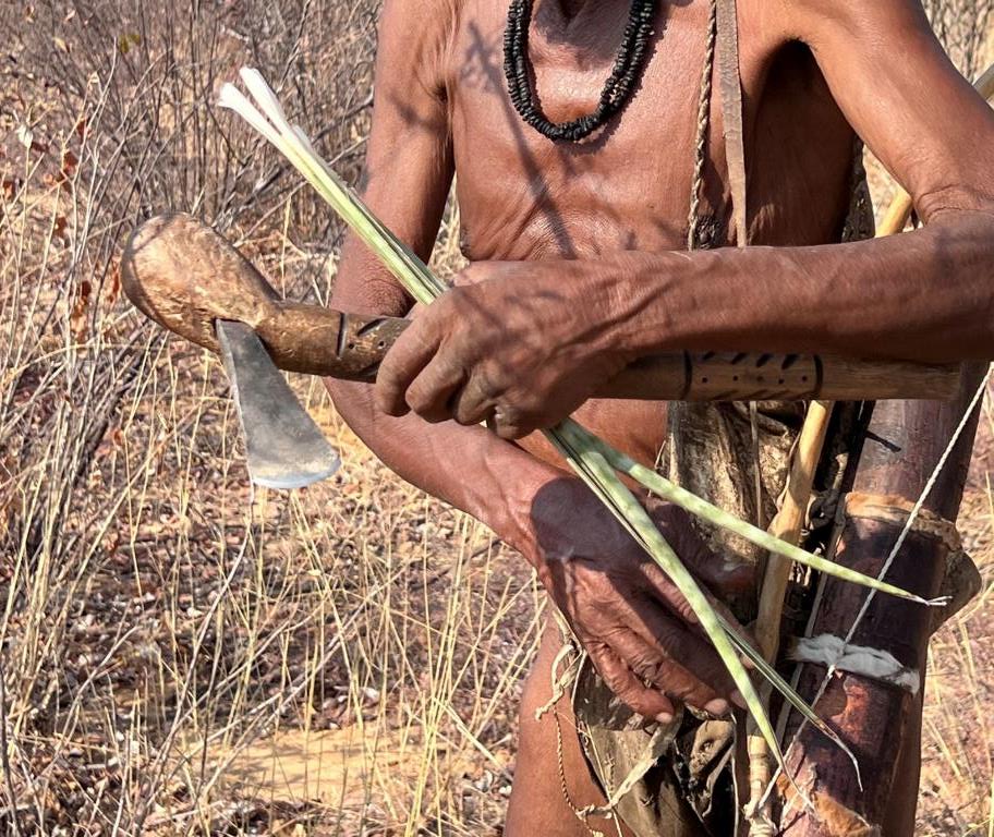 Bushman collecting a specific species of Sanseviera for medical purposes