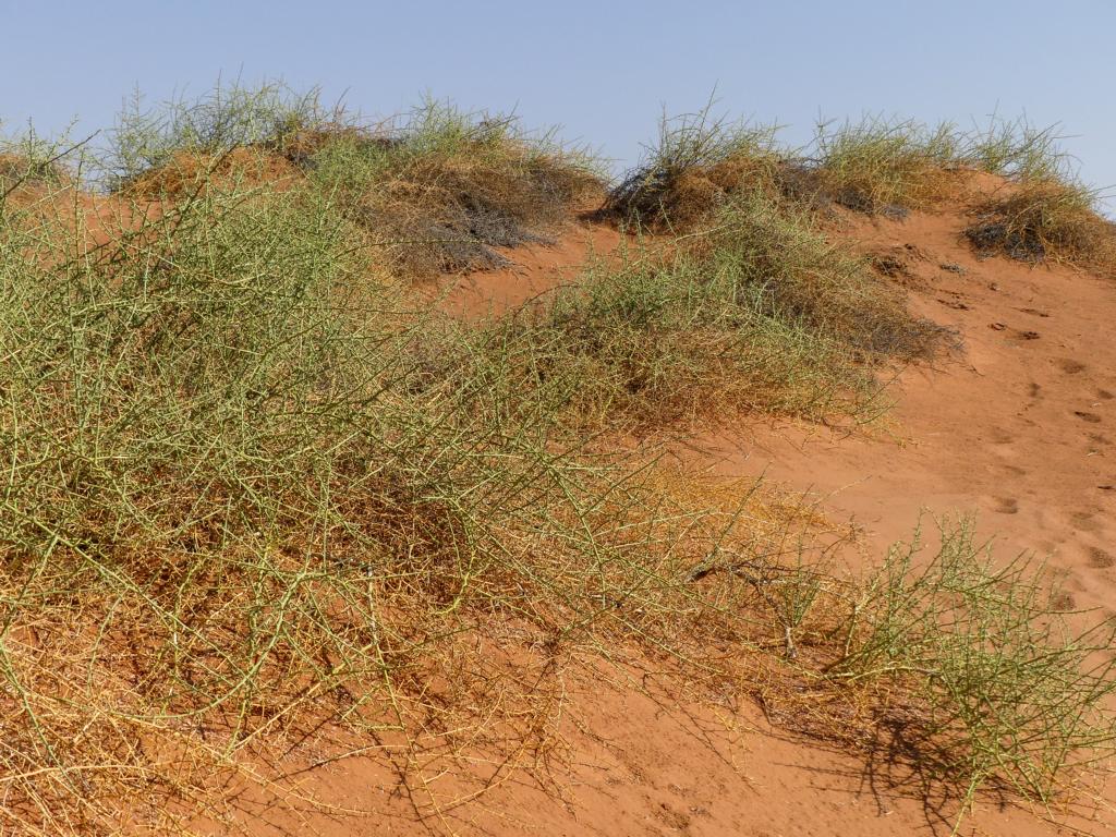 Nara plants are stabilizing sand dunes