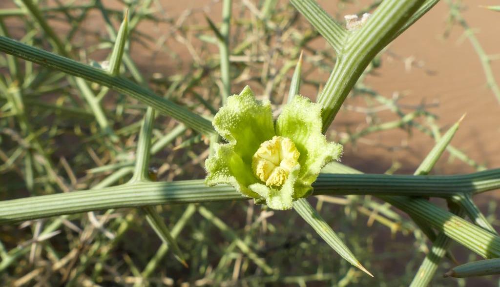 Nara melon female flower