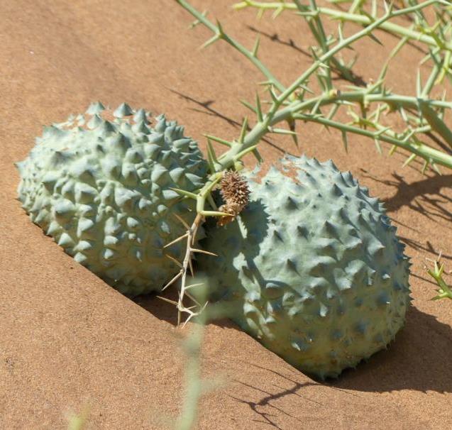 Nara melons Bread of the Namib desert Bushguide 101