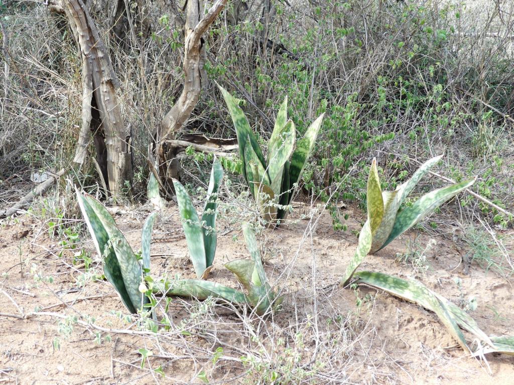 Appearance of Sanseviera leaves in the bushveld